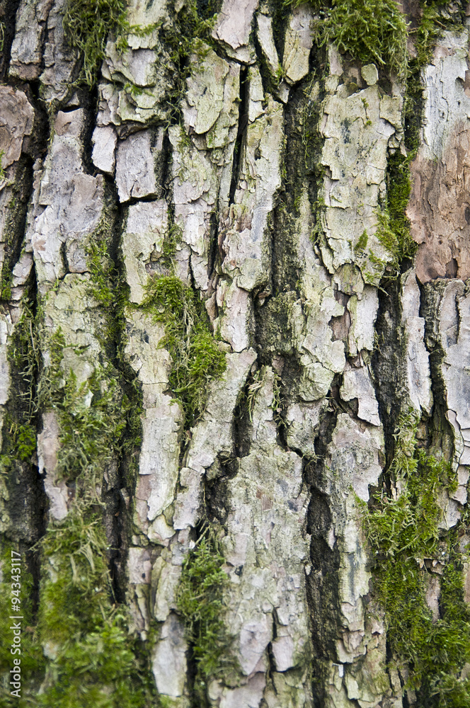 Fototapeta premium нора дерева