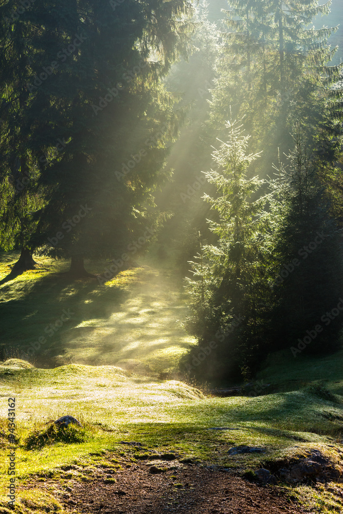 Fototapeta premium early sun rays make fog from dew on a meadow in conifer forest on cold autumn morning