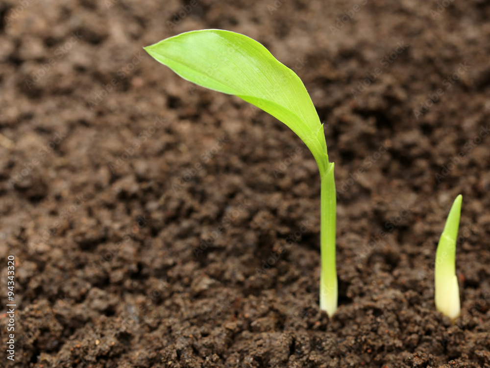 Turmeric seedling Turmeric seedling