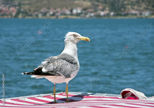 Martı