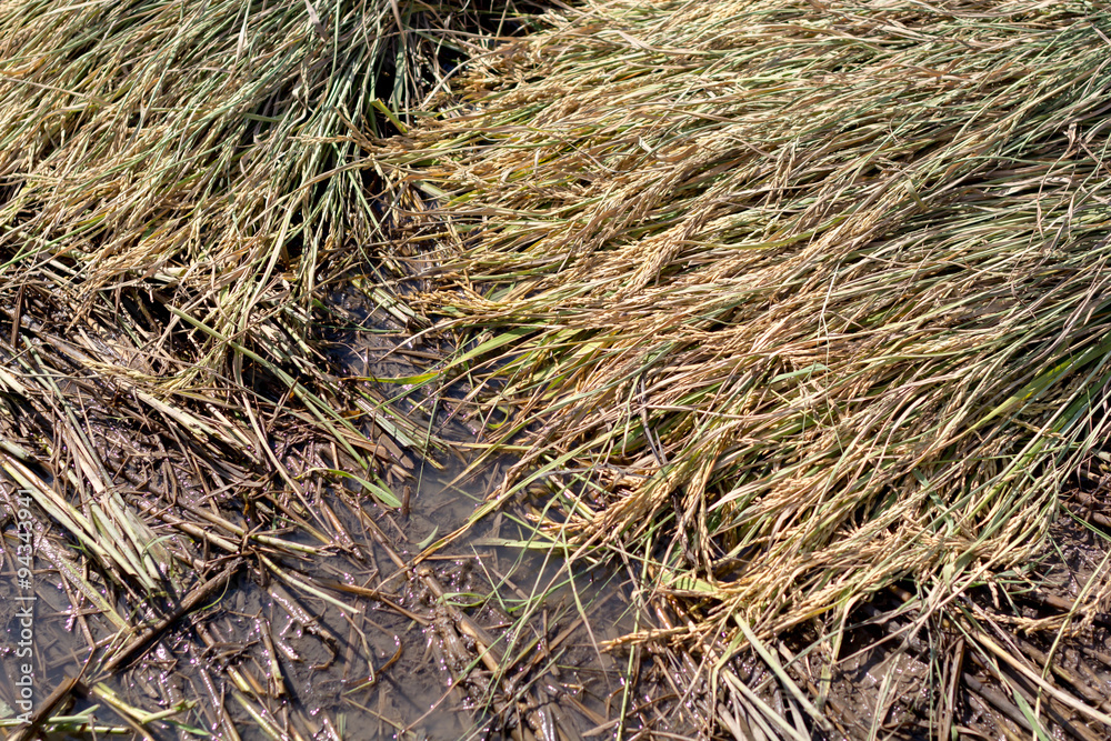 Naklejka premium Rice plant