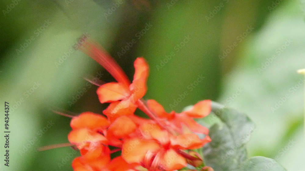 Black butterfly on top of an orange flower. The butterfly has red spots on its wings then flew away Black butterfly on top of an orange flower. The butterfly has red spots on its wings then flew away