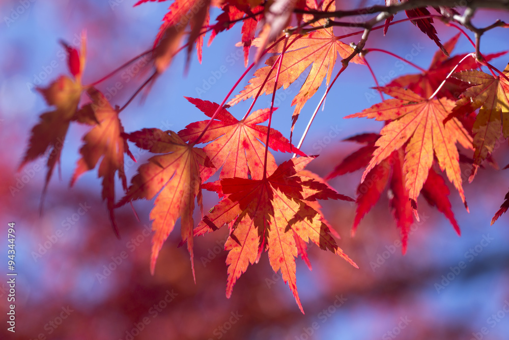 Ahorn (Acer), Ahornbaum im Herbst, herbstliches Laub in der Steiermark, Österreich Ahorn (Acer), Ahornbaum im Herbst, herbstliches Laub in der Steiermark, Österreich