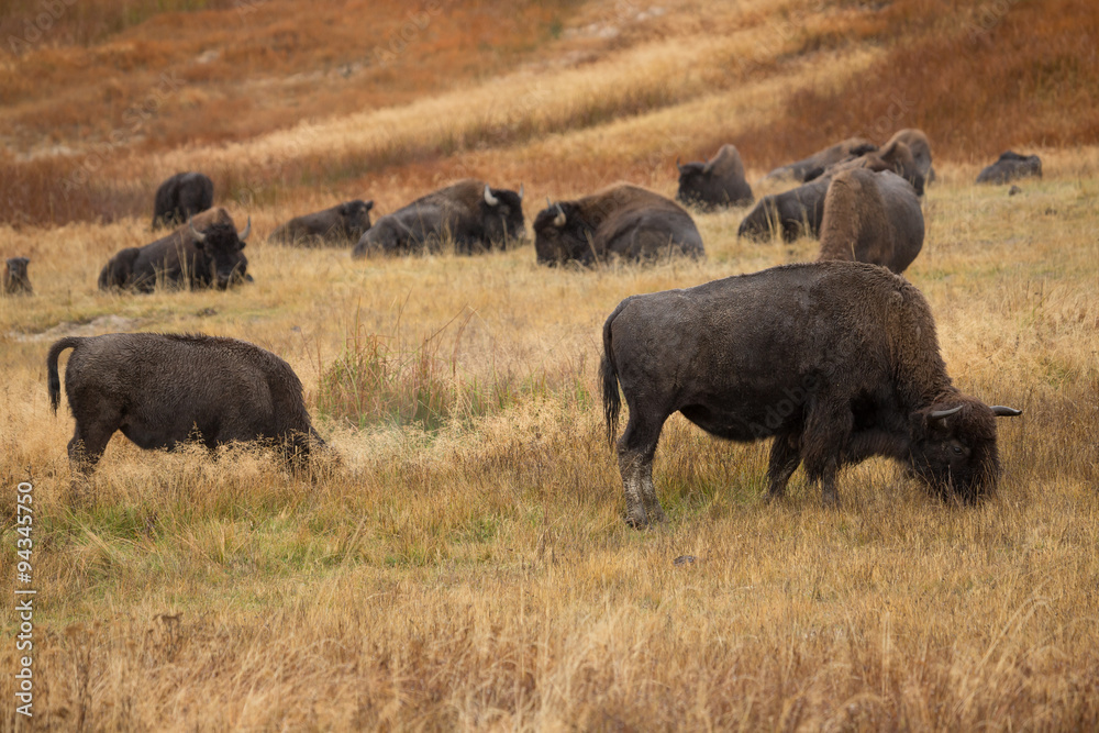 Bison buffalo in the grass field Bison buffalo in the grass field