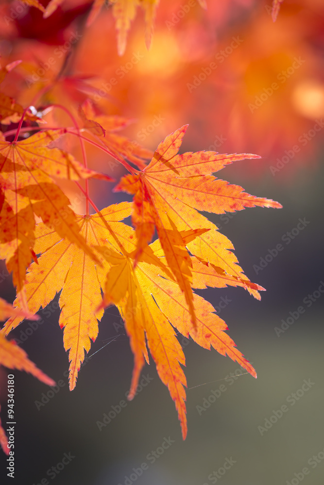 Ahorn (Acer), Ahornbaum im Herbst, herbstliches Laub in der Steiermark, Österreich Ahorn (Acer), Ahornbaum im Herbst, herbstliches Laub in der Steiermark, Österreich