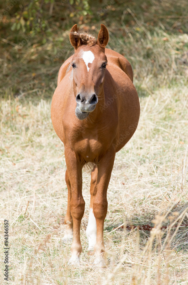 Fototapeta premium a horse in a pasture in nature