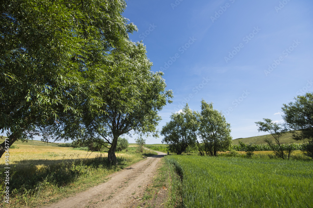 Fototapeta premium Ground road in a rural landscape