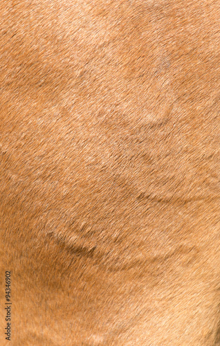 background fur horse