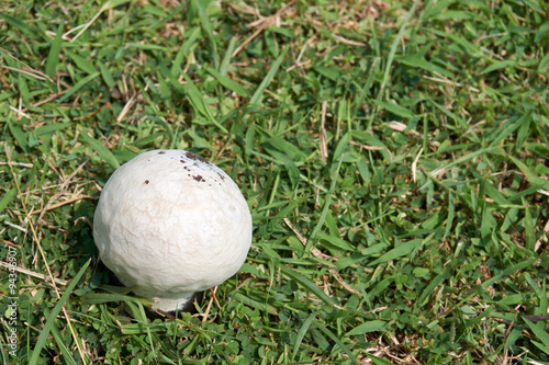 Mushroom germinate on ground with grass