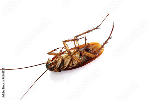 Dead cockroach isolated on a white background. © studio2013