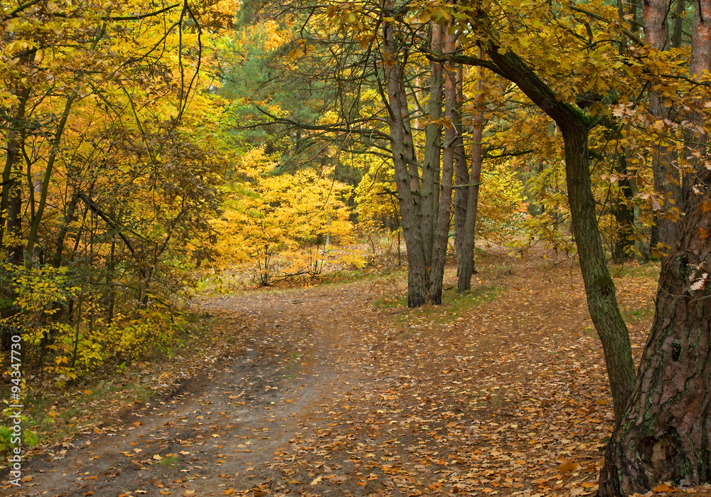 Fototapeta premium Autumn misty forest in Poland.Horizontal.