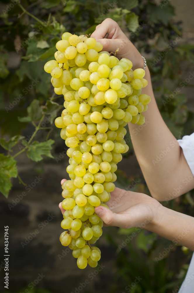 Glass white wine and bunch grapes on background of wooden 
