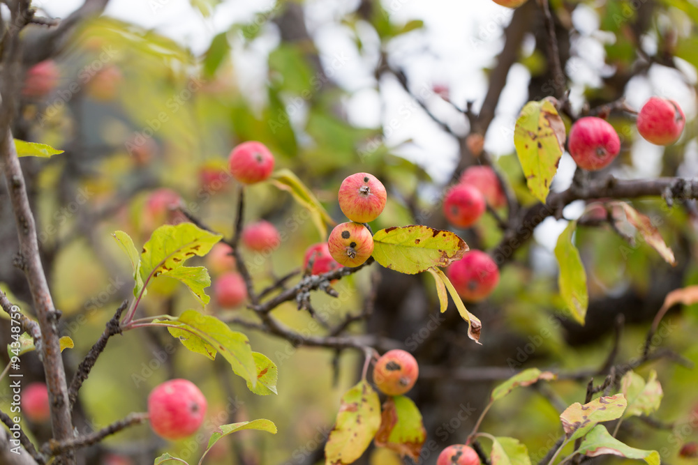 Obraz premium red apple on the tree in nature