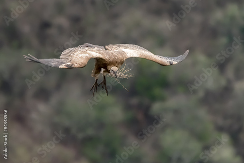 Cape Vulture 4