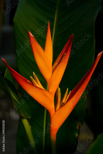 Heliconia flowers on a tree in Koh Ngai island Thailand