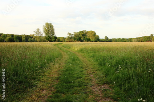 Pfad durch eine große Wiese