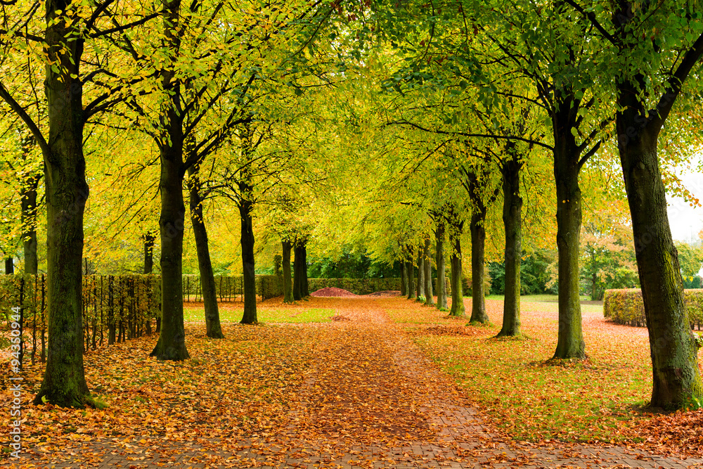 Fototapeta premium Alley with several trees and brown leaves