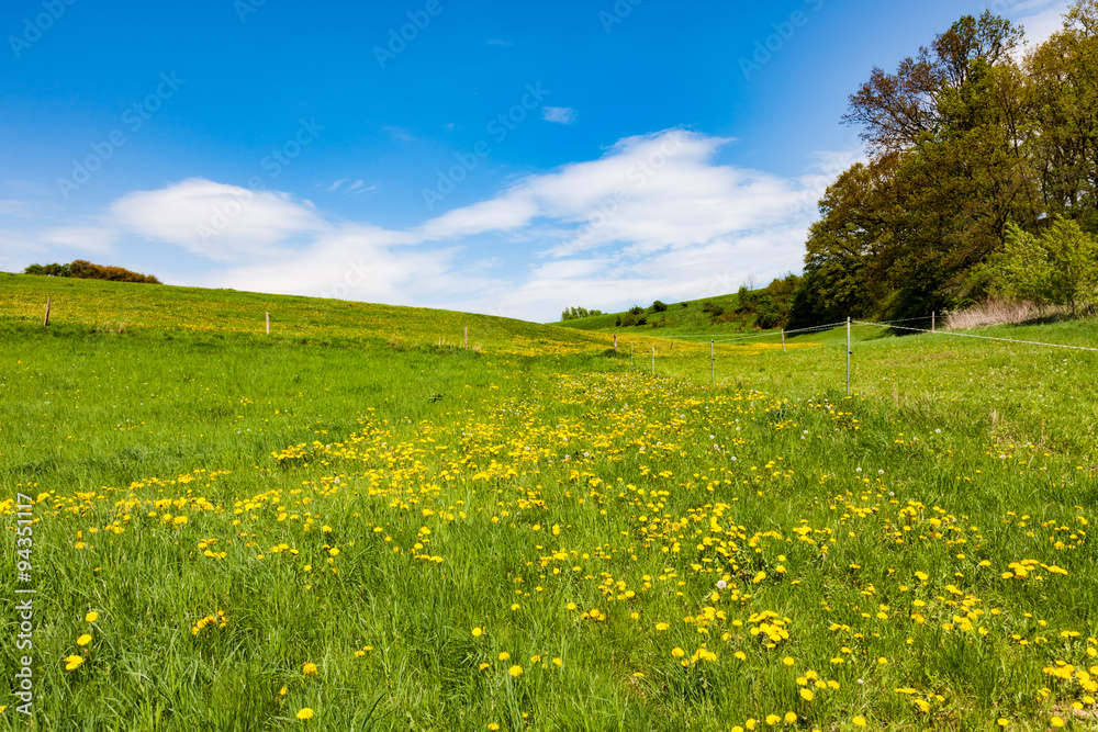 Obraz premium Bright sunny day at Alnwick Pastures, Northumberland
