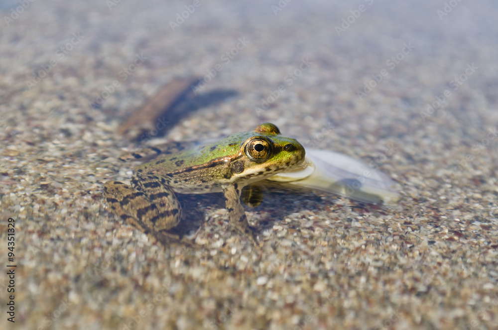Obraz premium Young beautiful frog resting in the water of the small river