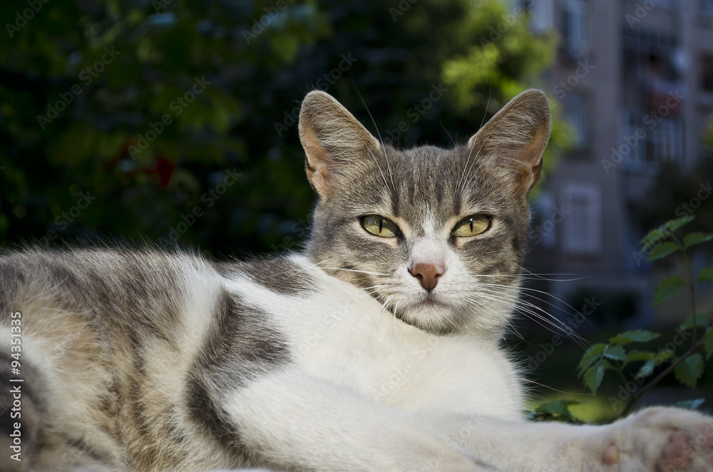 Green eyed Cat posing for a portrait Green eyed Cat posing for a portrait
