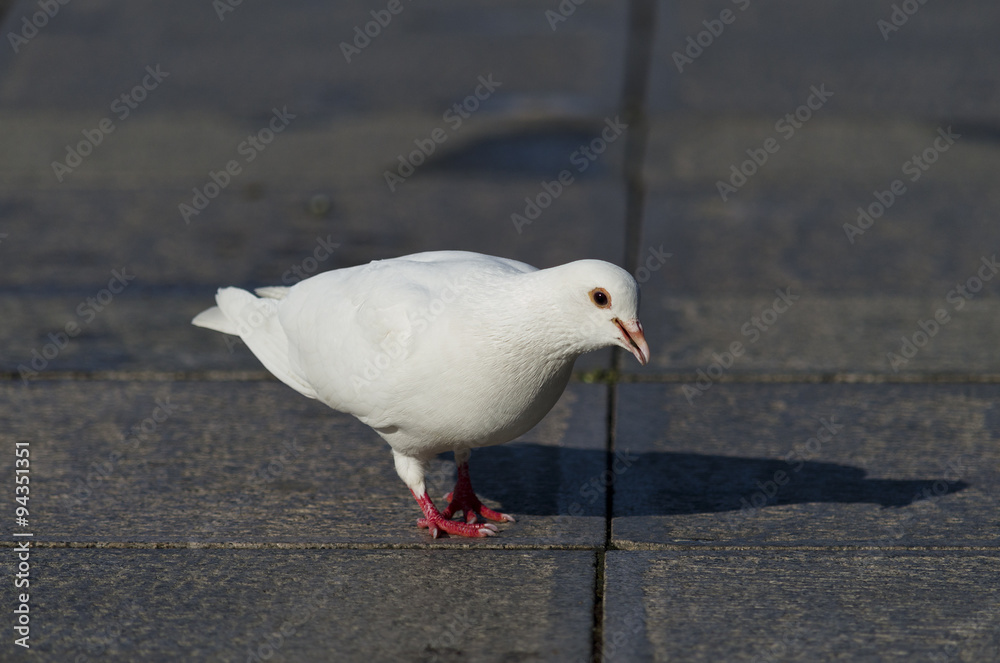 Beautiful view of a white pigeon walking on the ground Beautiful view of a white pigeon walking on the ground