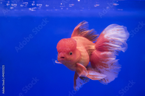 Goldfish oranda in the tank