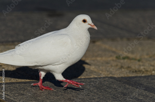Beautiful view of a white pigeon walking on the ground