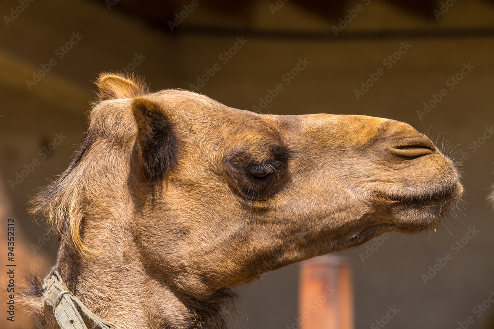 Obraz premium closeup camel head