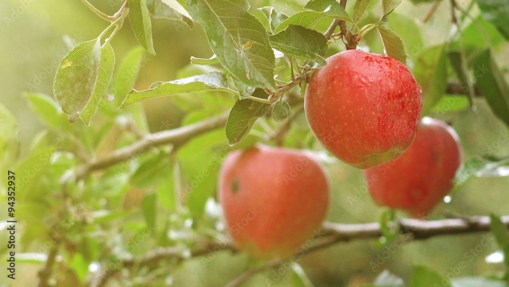 Sunshine in organic apple orchard, fresh red apples on branches of an apple tree in organic fruit orchard after summer rain, 4k uhd footage Sunshine in organic apple orchard, fresh red apples on branches of an apple tree in organic fruit orchard after summer rain, 4k uhd footage