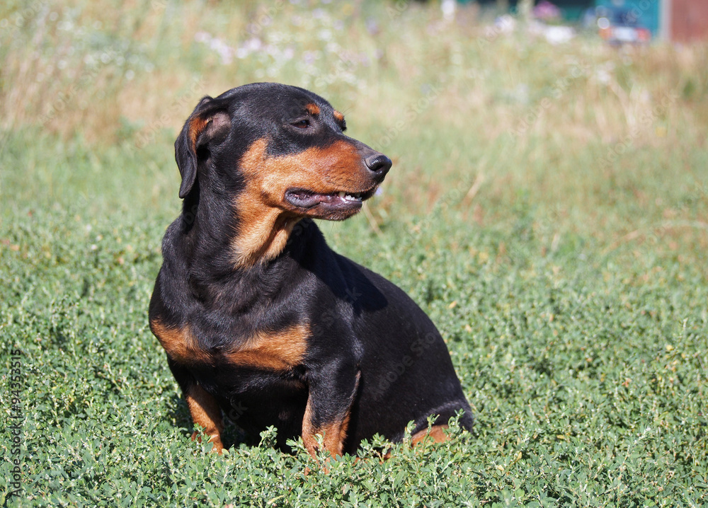 Small black dachshund sitting on green lawn
Small black dachshund sitting on green lawn
