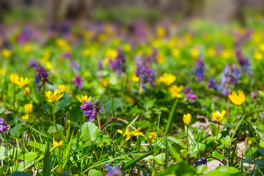 beautiful closeup flowers in a forest beautiful closeup flowers in a forest