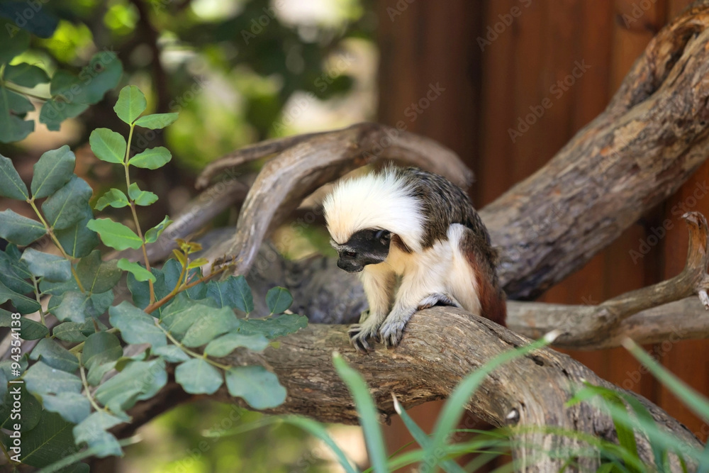 Fototapeta premium Cotton-top Tamarin Monkey