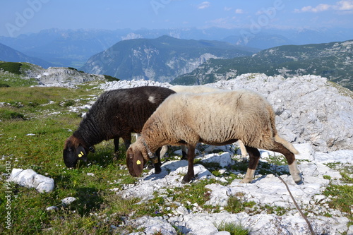 Sheeps in Alps