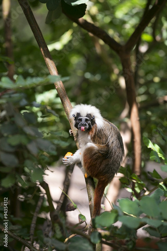 Cotton-top Tamarin Monkey © Balazs