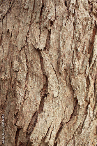 Tree bark texture © chokchaipoo