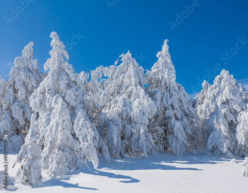 quiet winter pine tree forest
