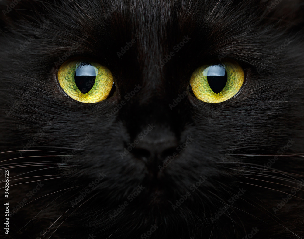 Obraz premium Cute muzzle of a black cat