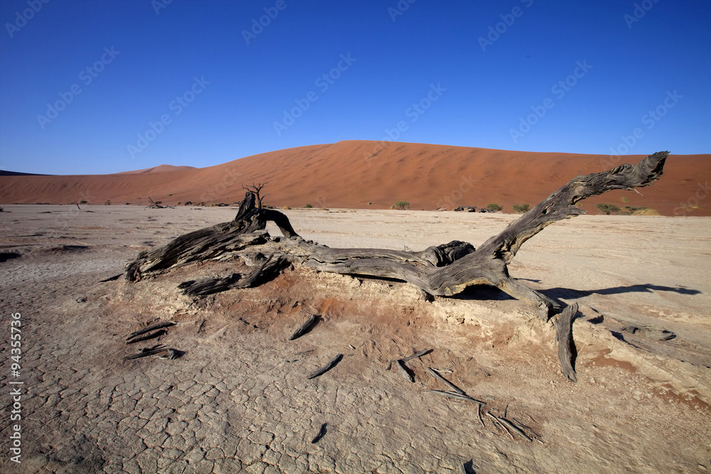 dead trees  in the dry lake Sossusvlei, Namibia