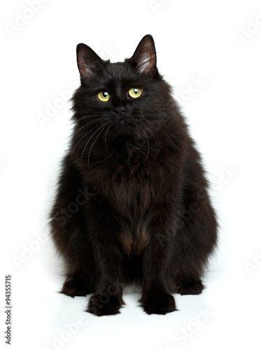 Cute fluffy black cat isolated on white