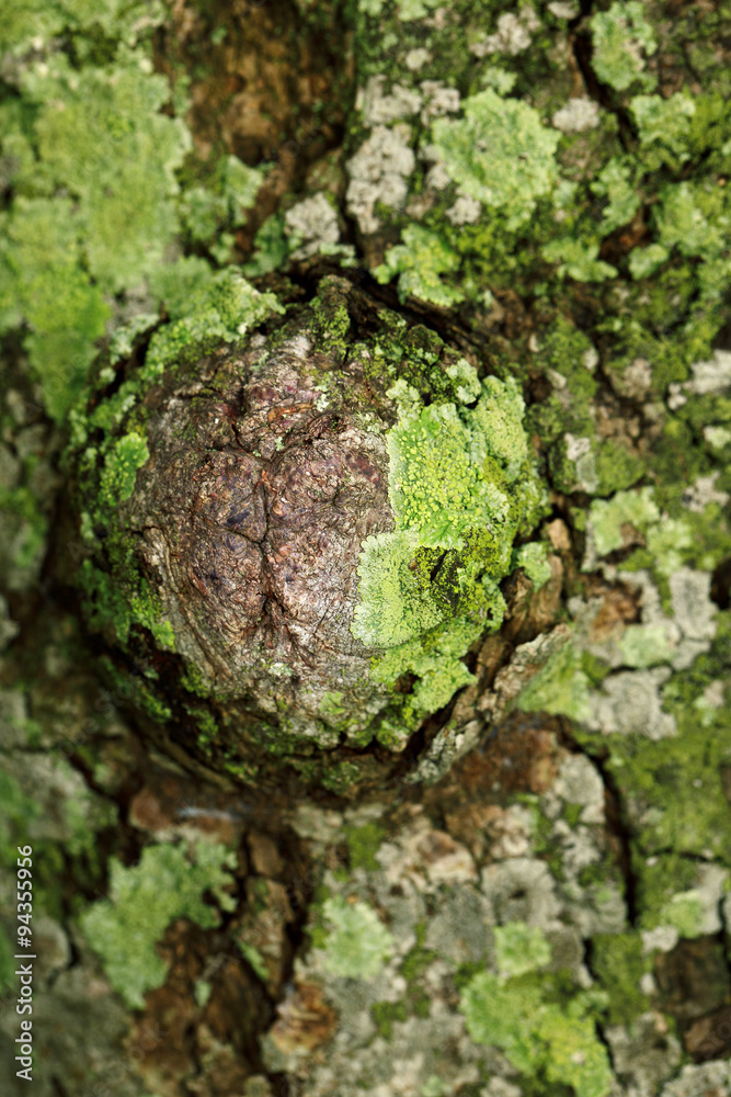Lichen , the symbiotic of fungi and algae and Tree bark texture. Lichen , the symbiotic of fungi and algae and Tree bark texture.
