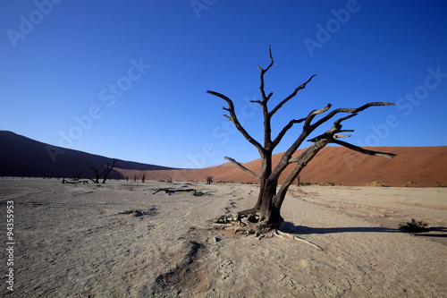dead trees  in the dry lake Sossusvlei  Namibia