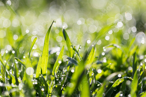 Fotografía dew drops on green grass in nature
