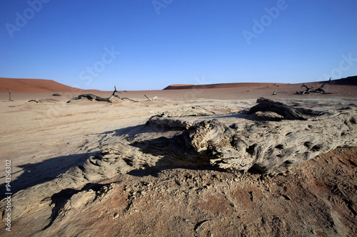 dead trees in the dry lake Sossusvlei, Namibia