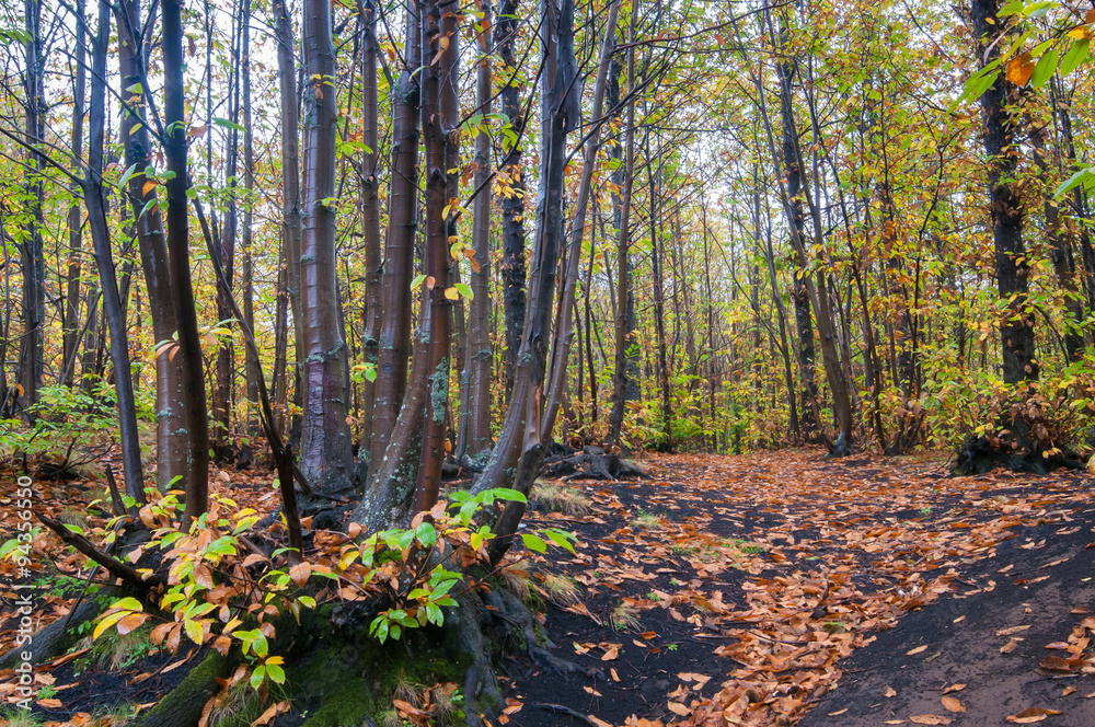 Obraz premium View of chestnut trees and a path in Mount Etna park during fall season