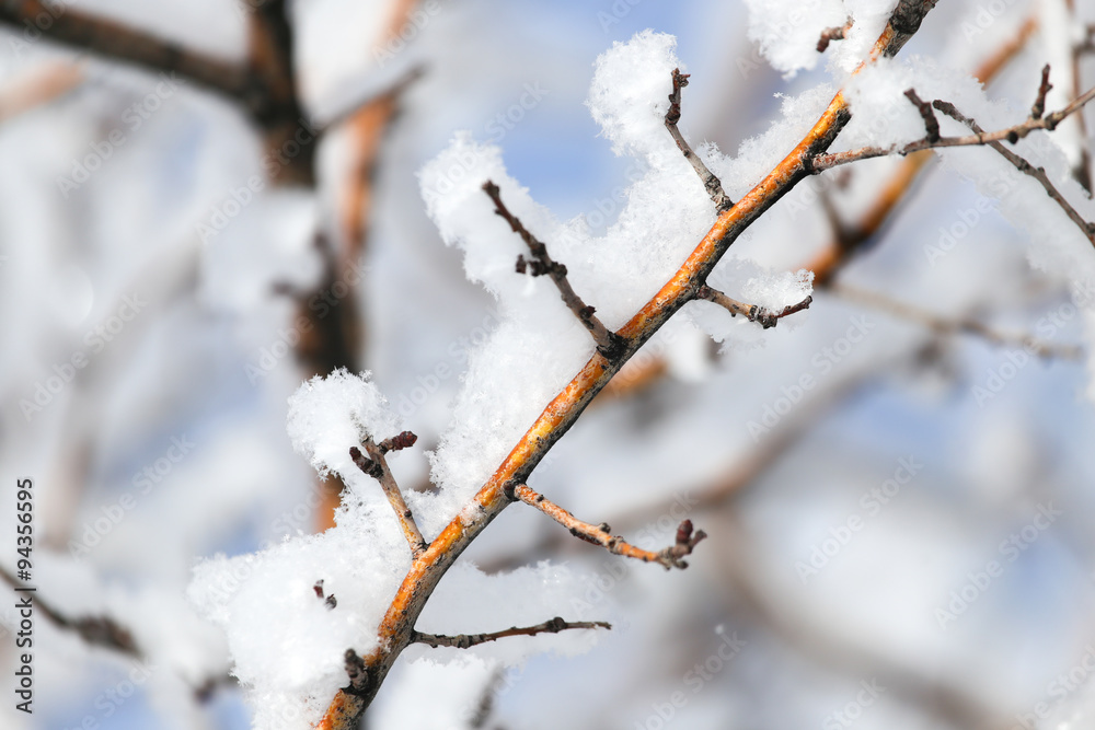 tree branch in the snow in the winter tree branch in the snow in the winter