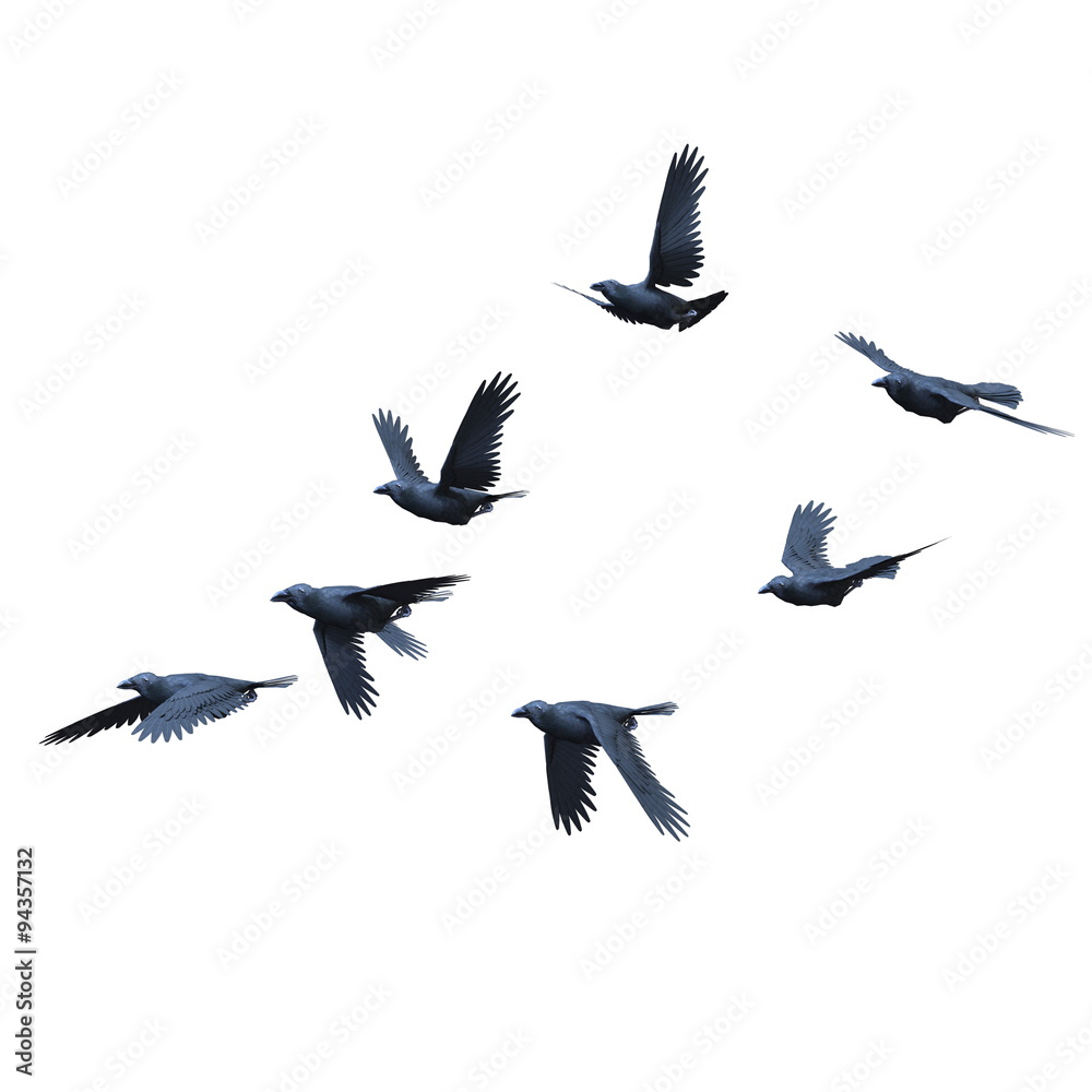 Obraz premium カラス