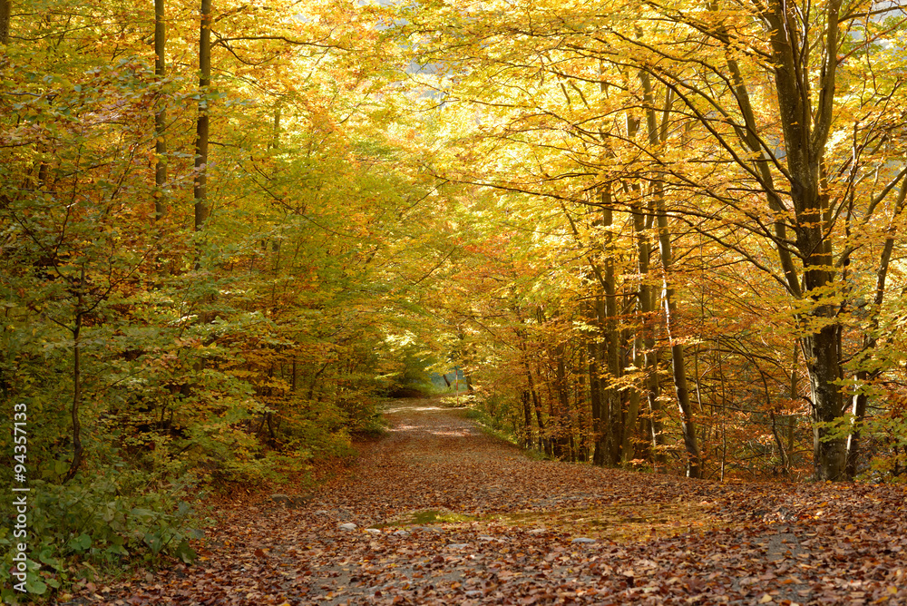 Autumn colors in the forest