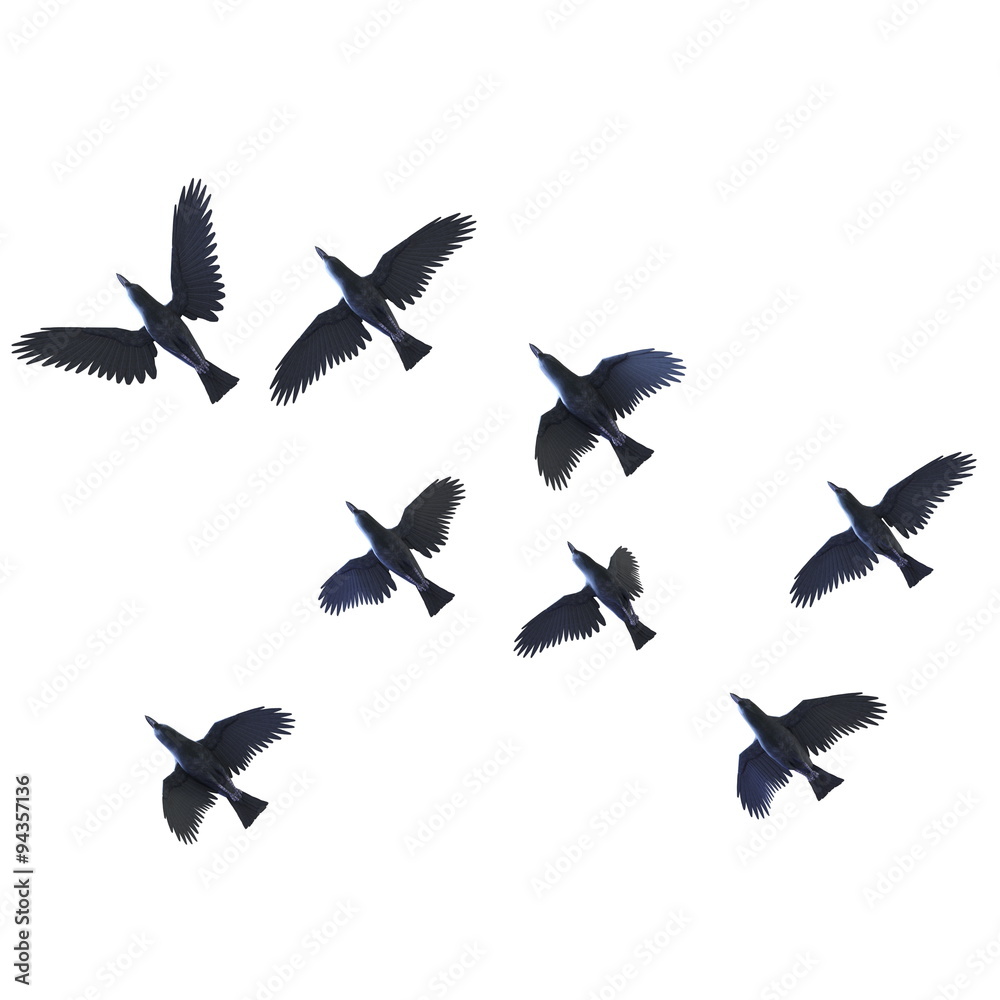 カラス Stock イラスト Adobe Stock