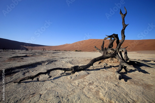 dead trees in the dry lake Sossusvlei, Namibia
