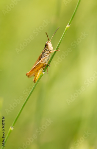 grasshopper in nature. close © schankz